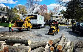 How Our Tree Care Process Works  in  Marianne, PA