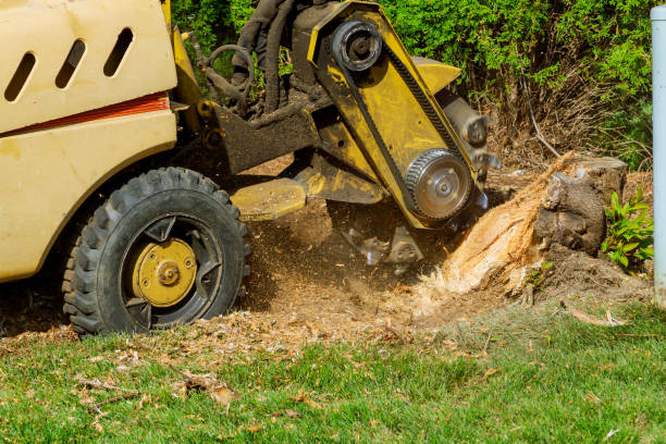 Best Aeration Services  in Marianne, PA