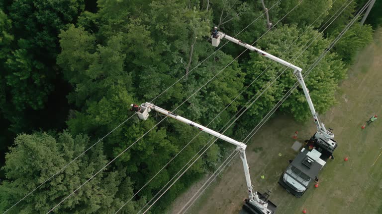 Best Hedge Trimming  in Marianne, PA