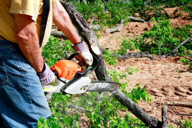 Professional Tree Services in Marianne, PA